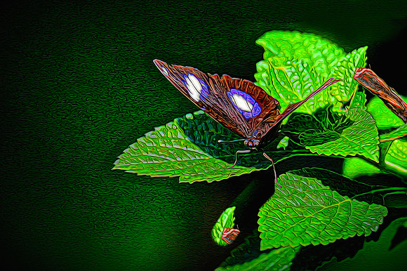 Magic Wings Butterfly House, Durham, NC