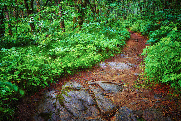 Blue Ridge Parkway, NC