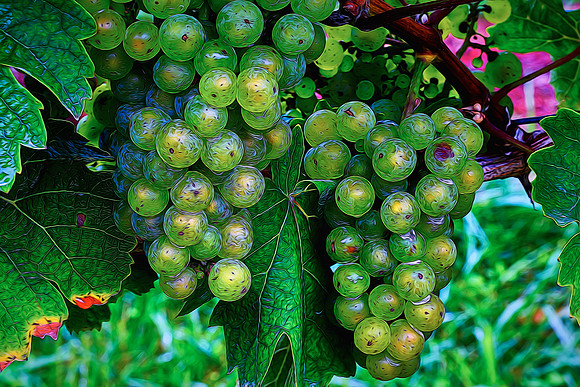 2014 Aug - Shelton Vineyard, NC