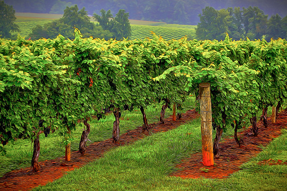 2014 Aug - Shelton Vineyard, NC
