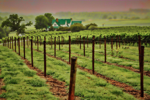 2014 Aug - Shelton Vineyard, NC