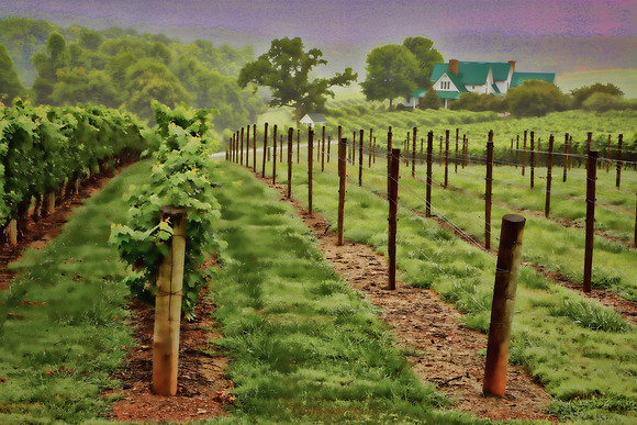 2014 Aug - Shelton Vineyard, NC