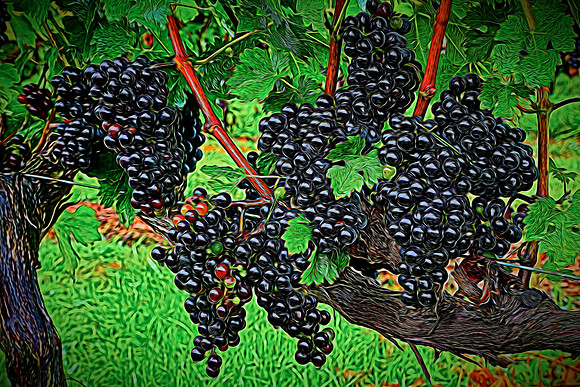 2014 Aug - Shelton Vineyard, NC