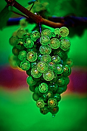 2014 Aug - Shelton Vineyard, NC