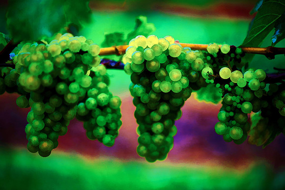 2014 Aug - Shelton Vineyard, NC