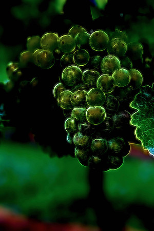 2014 Aug - Shelton Vineyard, NC