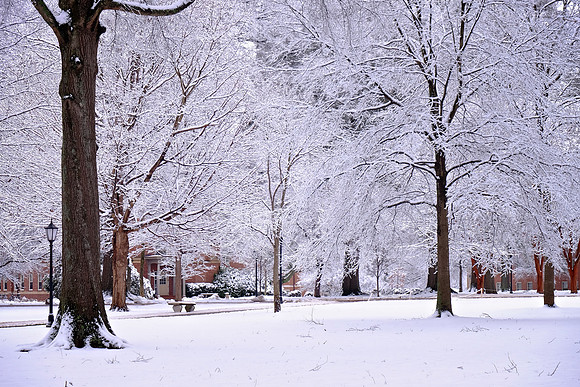 Davidson in the Snow