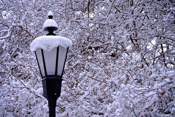 Davidson in the Snow