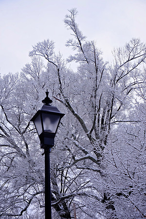 Davidson in the Snow