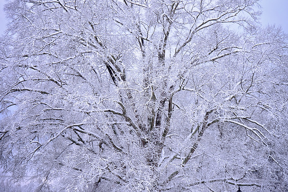 Davidson in the Snow