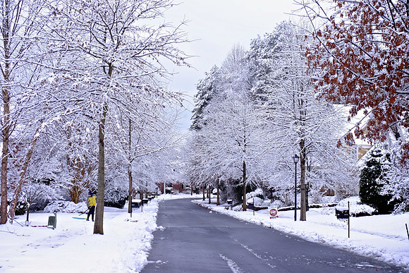 Davidson in the Snow