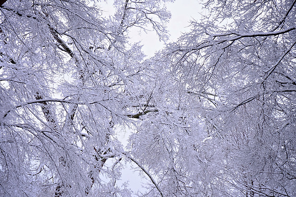 Davidson in the Snow