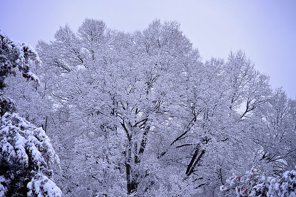 Davidson in the Snow