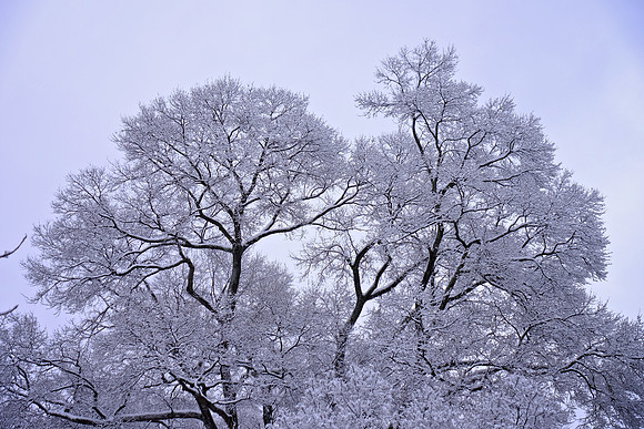 Davidson in the Snow