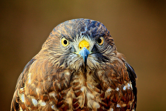 Carolina Raptor Center, Huntersville, NC