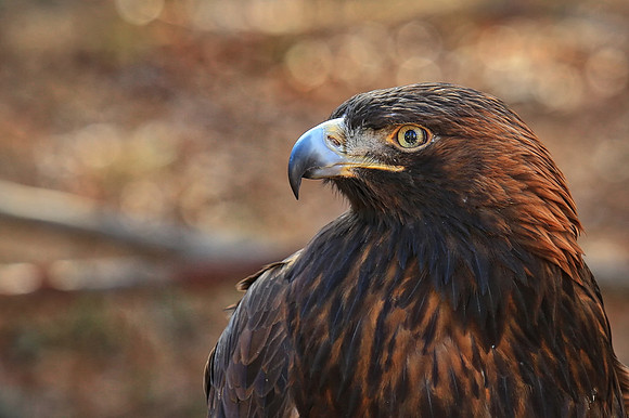 Carolina Raptor Center, Huntersville, NC