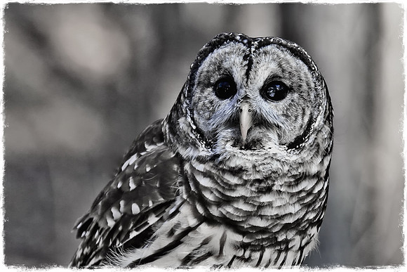 Carolina Raptor Center, Huntersville, NC