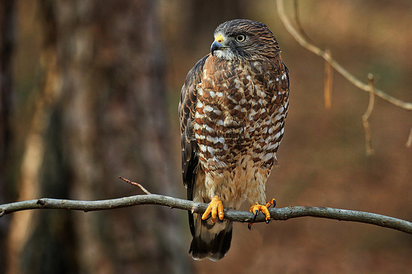 Carolina Raptor Center, Huntersville, NC