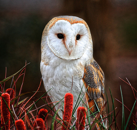 Carolina Raptor Center, Huntersville, NC