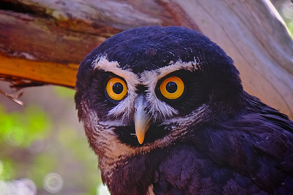 Carolina Raptor Center, Huntersville, NC