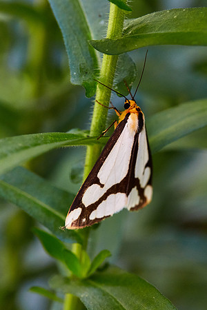 UNC Asheville Botanical Gardens - Macro