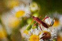 2015 June - UNC Asheville Botanical Gardens