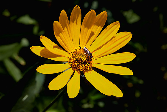 UNC Asheville Botanical Gardens - Macro