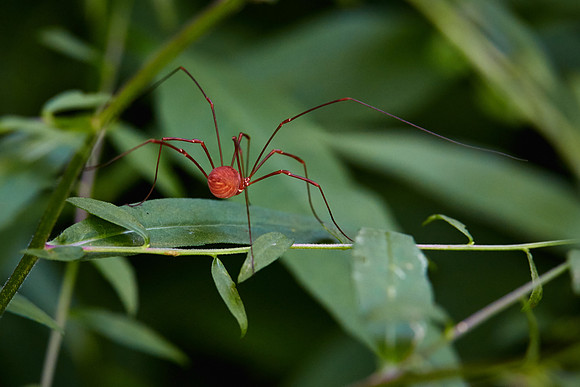 UNC Asheville Botanical Gardens - Macro