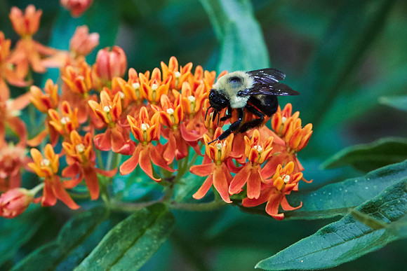 UNC Asheville Botanical Gardens - Macro
