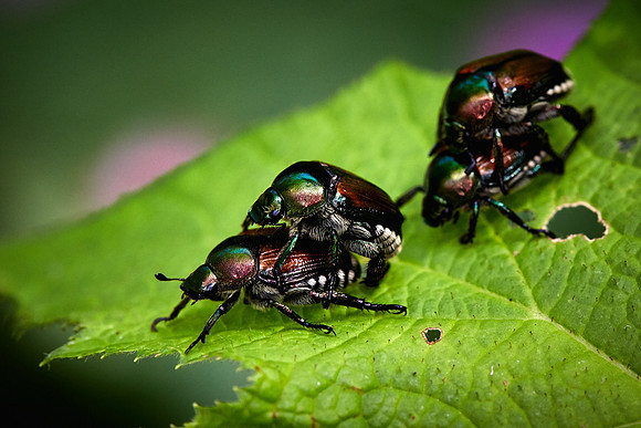 UNC Asheville Botanical Gardens - Macro