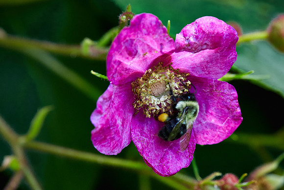 UNC Asheville Botanical Gardens - Macro