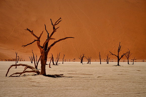 Skeleton trees and dunes of Namib-Naukluft National Park, Namibi