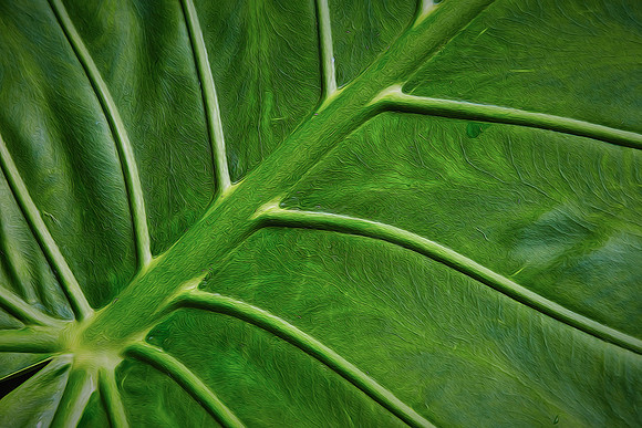 Daniel Stowe Botanical Gardens