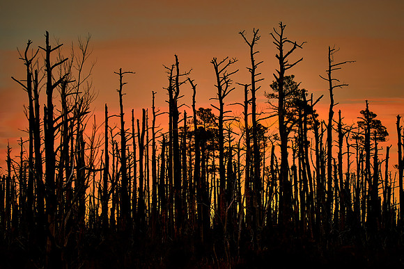 Prescribed burn (2009), Alligator River National Wildlife Refuge