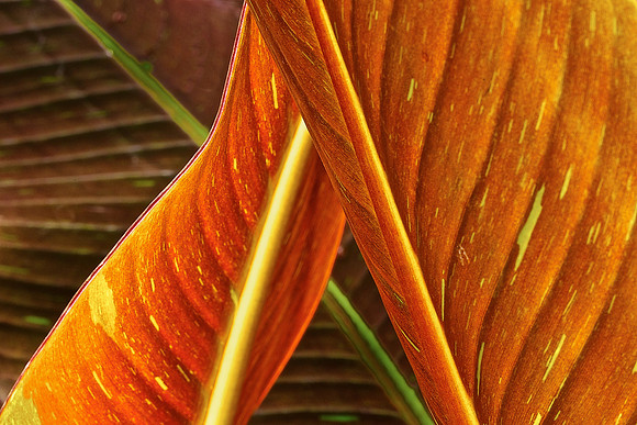 UNC Charlotte Botanical Garden