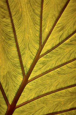 Daniel Stowe Botanical Gardens