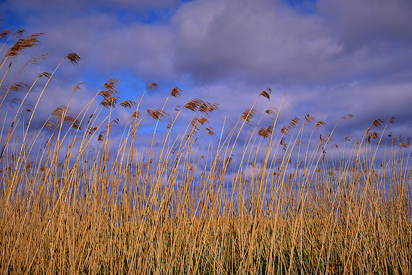 Sabine National Wildlife Refuge, Louisiana