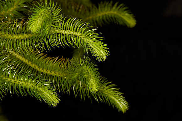UNC Botanical Garden, Charlotte