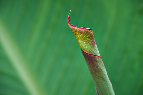 Daniel Stowe Botanical Gardens
