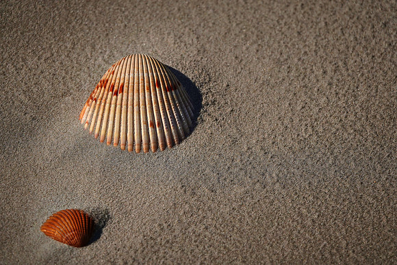 Beach region, Cumberland Island