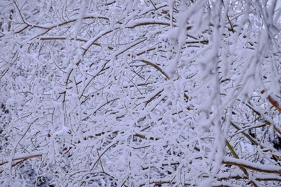 Davidson in the Snow
