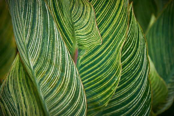 Daniel Stowe Botanical Gardens