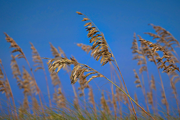 Hatteras Island, Outer Banks, North Carolina