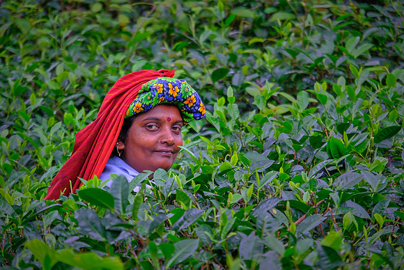Tea plucker on the road to Matara, Sri Lanka. The British brought tea from China to the country in 1824.