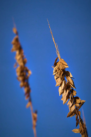 Sea oats (Uniola paniculata) on the beach, Cumberland Island