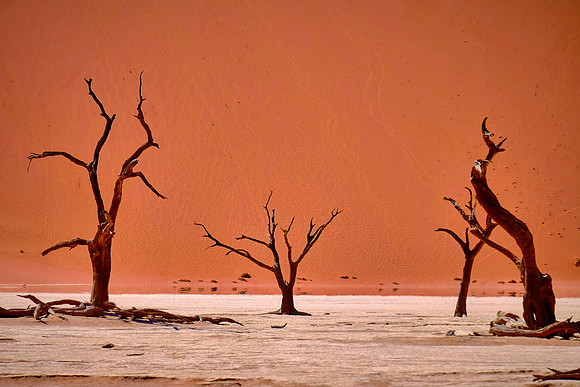 Skeleton trees and dunes of Namib-Naukluft National Park, Namibi