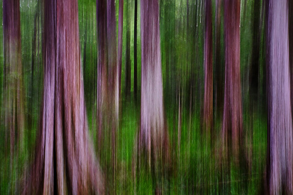 Cypress-Tupelo Swamp, Southern Louisiana