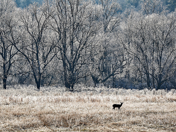 Cades Cove, GSMNP, Tennessee