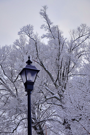 Davidson in the Snow