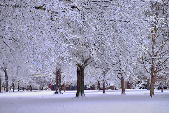 Davidson in the Snow